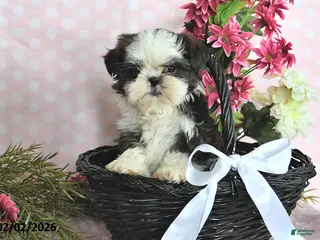 Shih Tzu dogs Belle - Ad 14