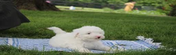 Mini Goldendoodle dogs for sale: Ty - Ad 6