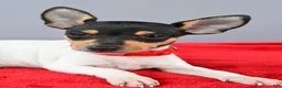 Toy Fox Terrier dogs for sale: Duke - Ad 5
