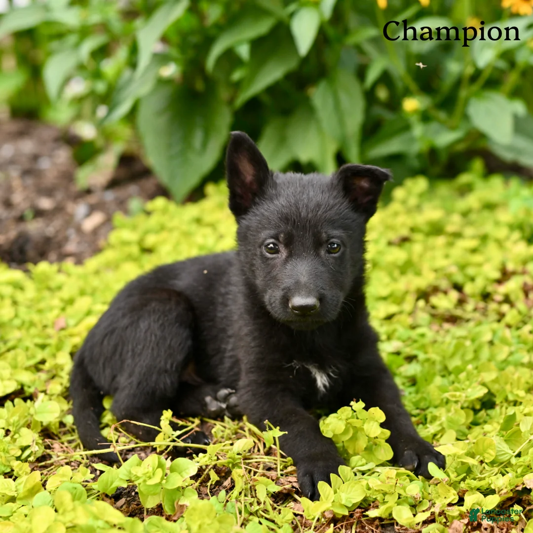 German Shepherd dogs for sale: Champion - Ad 5