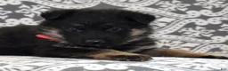 German Shepherd dogs for sale: Diamond - Ad 5