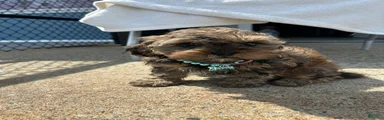 Shorkie Puppy 1