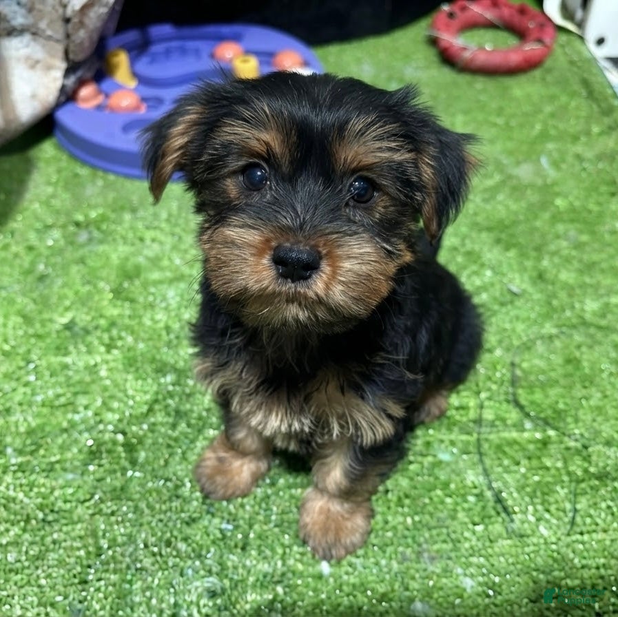 Yorkshire Terrier dogs Gaia - Ad 10