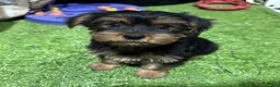 Yorkshire Terrier dogs for sale: Gaia - Ad 1