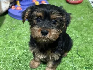Yorkshire Terrier dogs Gaia - Ad 10