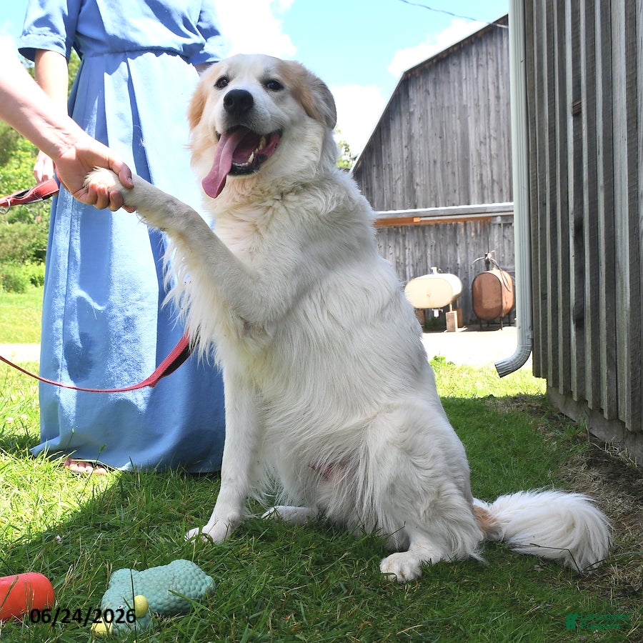 Mixed Breed dogs Samuel - Ad 2