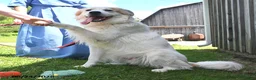 Mixed Breed dogs for sale: Samuel - Ad 4