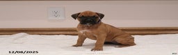 Boxer dogs for sale: Autumn - Ad 2