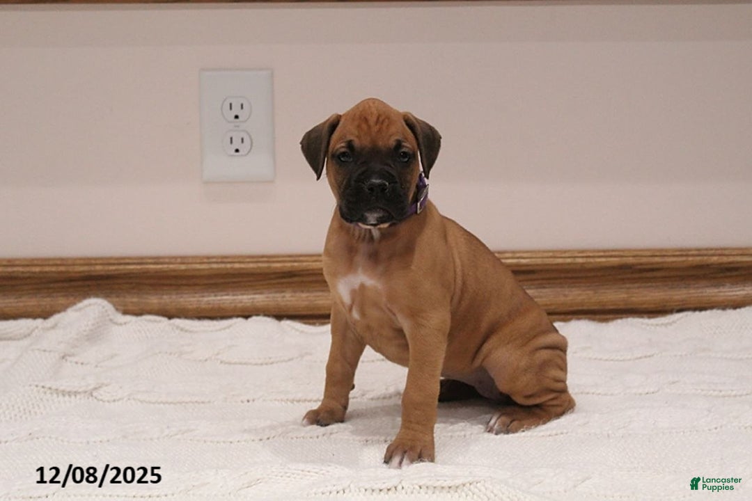 Boxer dogs for sale: Autumn - Ad 2