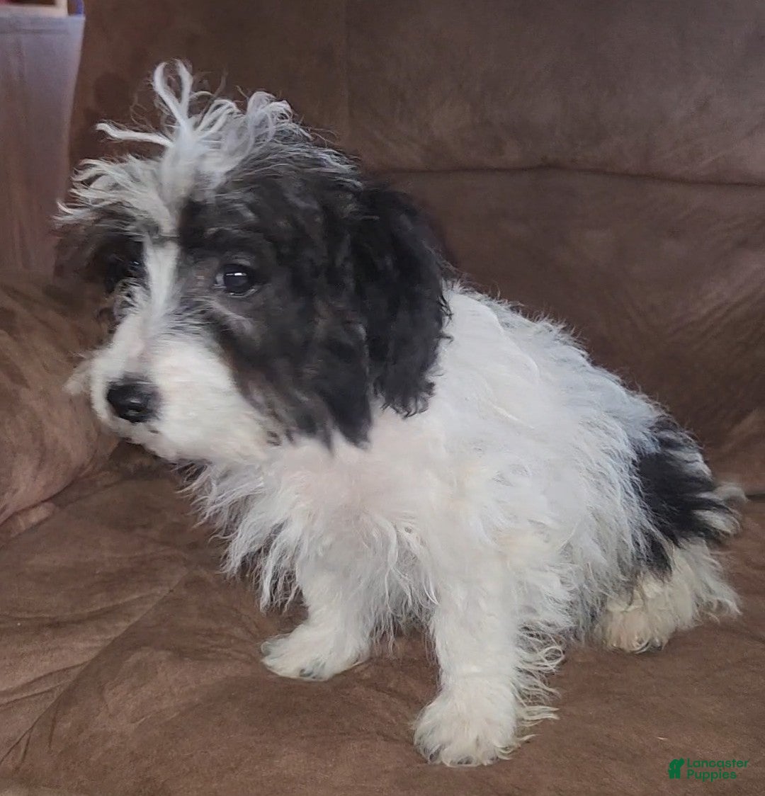 Yorkiepoo dogs for sale: Ricky - Ad 2