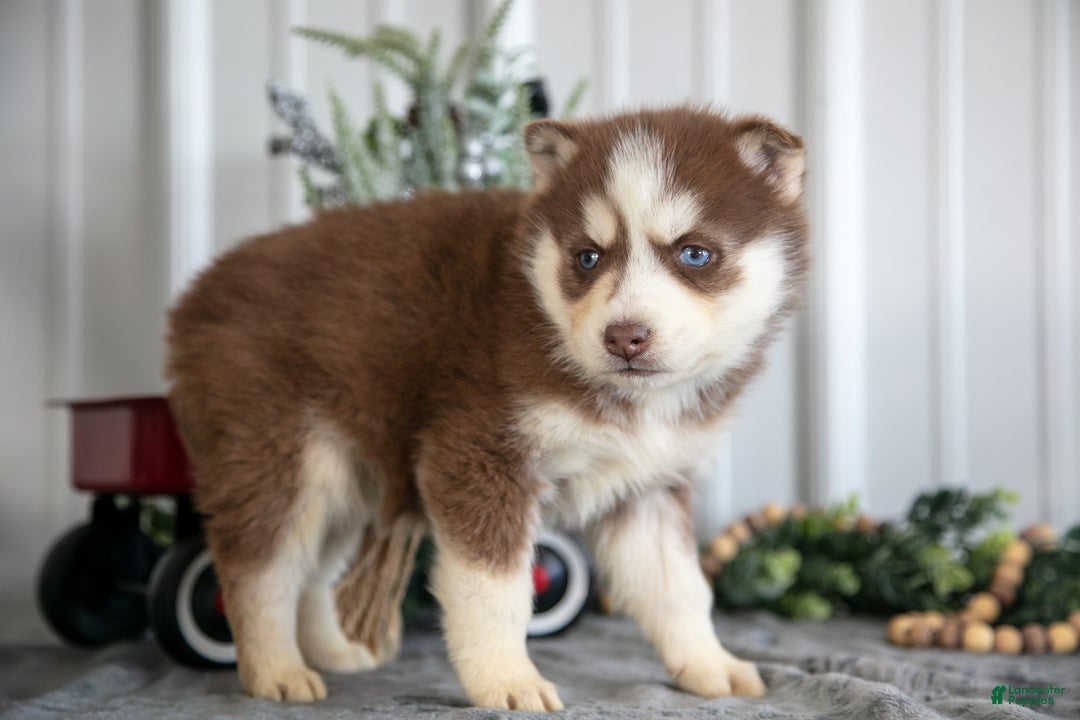Siberian Husky dogs for sale: Scarlett - Ad 1