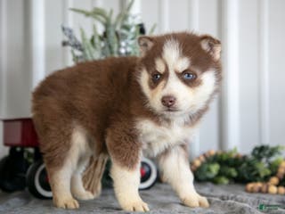 Siberian Husky dogs Scarlett - Ad 16
