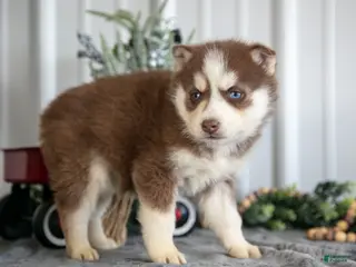 Siberian Husky dogs Scarlett - Ad 10