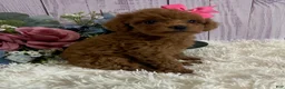 Toy Poodle dogs for sale: Pixie- tiny - Ad 3