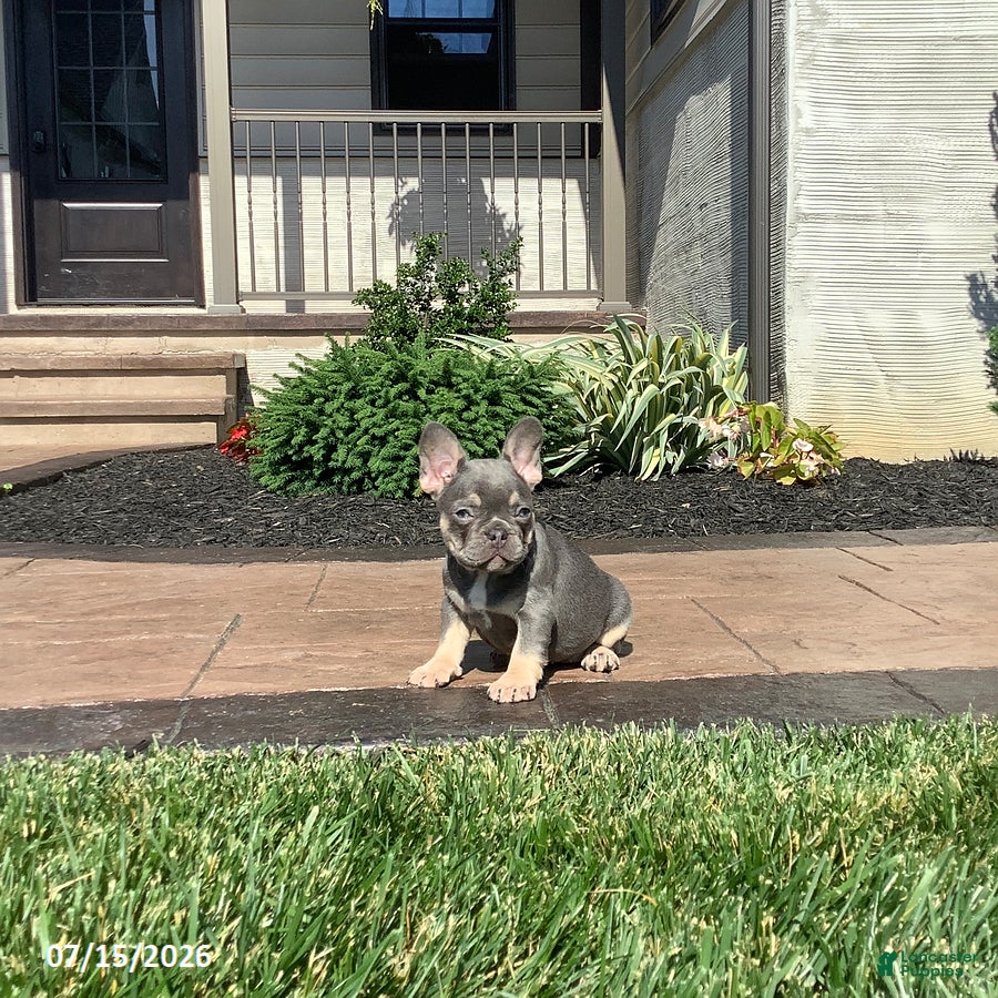French Bulldog dogs for sale: Vadar - Ad 2