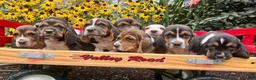 Basset Hound dogs for sale: Baxter❤️AKC Registered - Ad 4