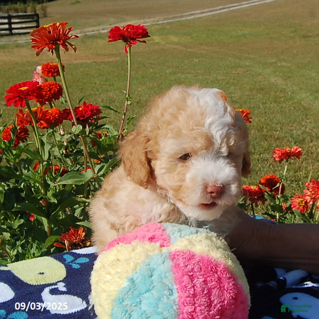 Toy Poodle dogs for sale: Blaze - Ad 5