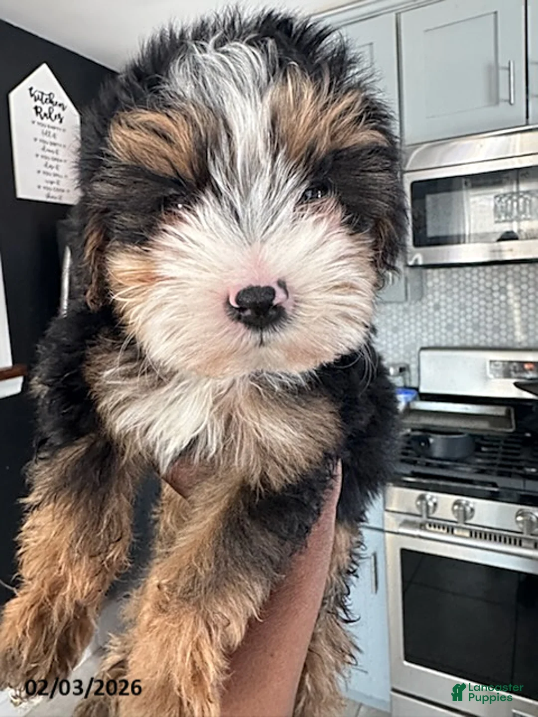 Yorkiepoo dogs for sale: Buddy - Ad 2