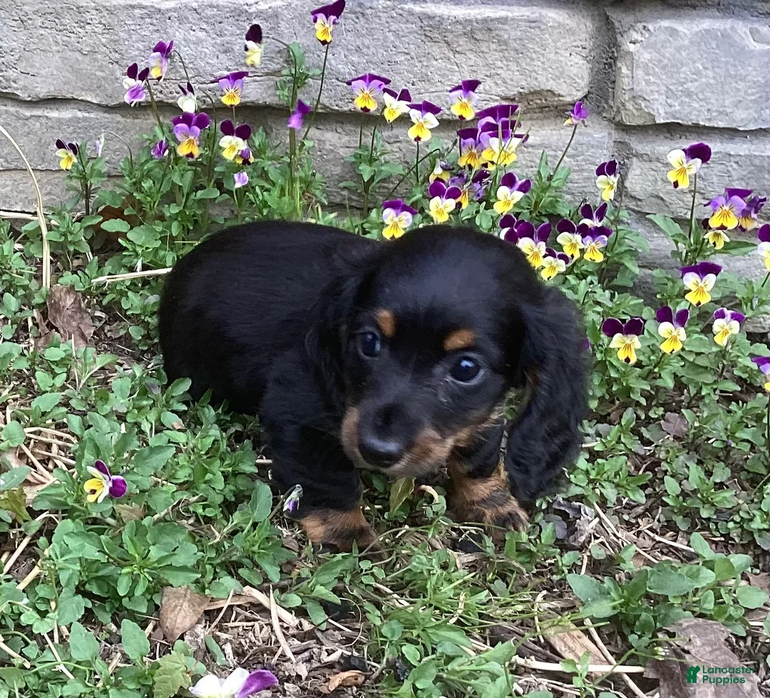 Miniature Dachshund dogs for sale: Panther  - Ad 1