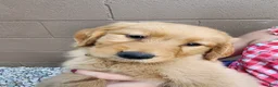Golden Retriever dogs for sale: AKC Lola - Ad 1