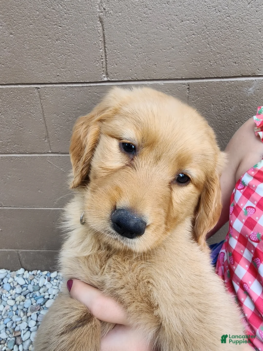 Golden Retriever dogs for sale: AKC Lola - Ad 1
