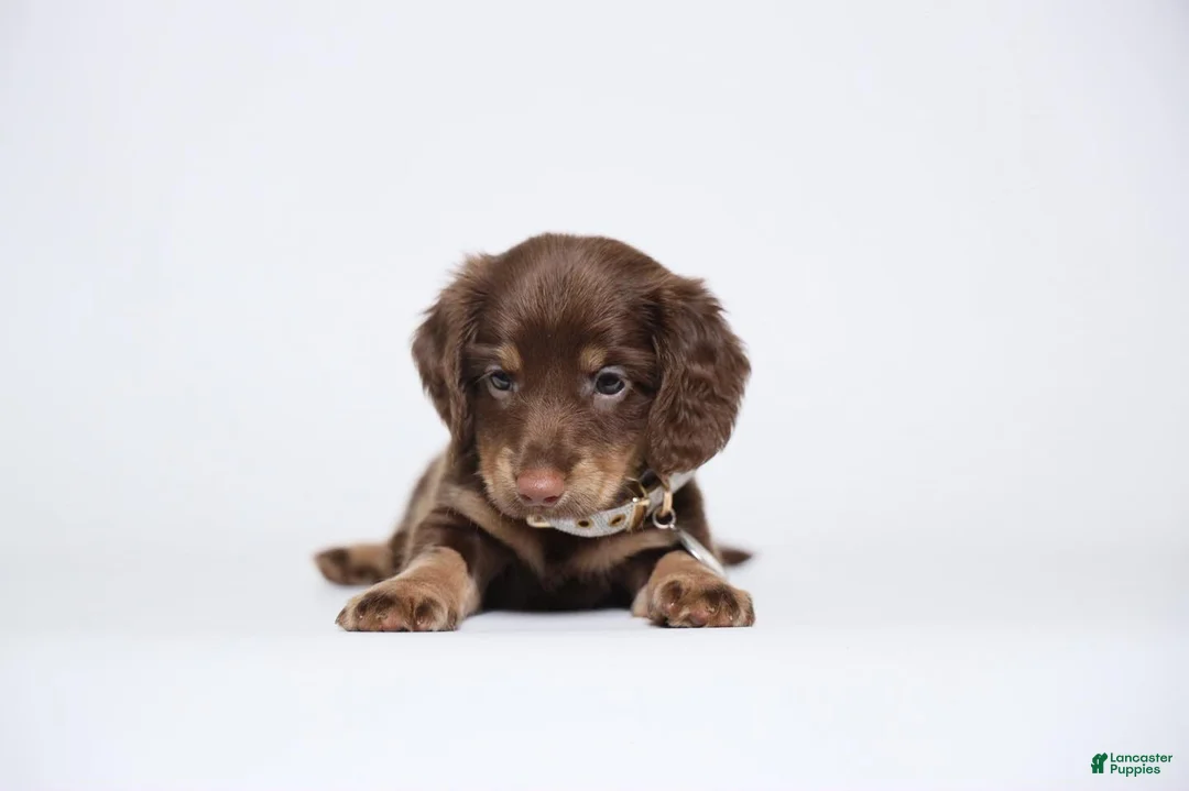 Miniature Dachshund dogs for sale: Jick - Ad 2