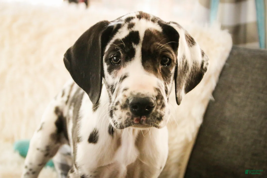 Great Dane dogs for sale: Gordon - Ad 3