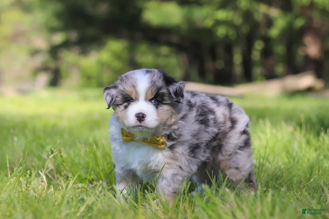 Australian Shepherd dogs for sale: Chase - Ad 2