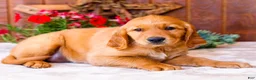 Golden Retriever dogs for sale: Rose - Ad 3