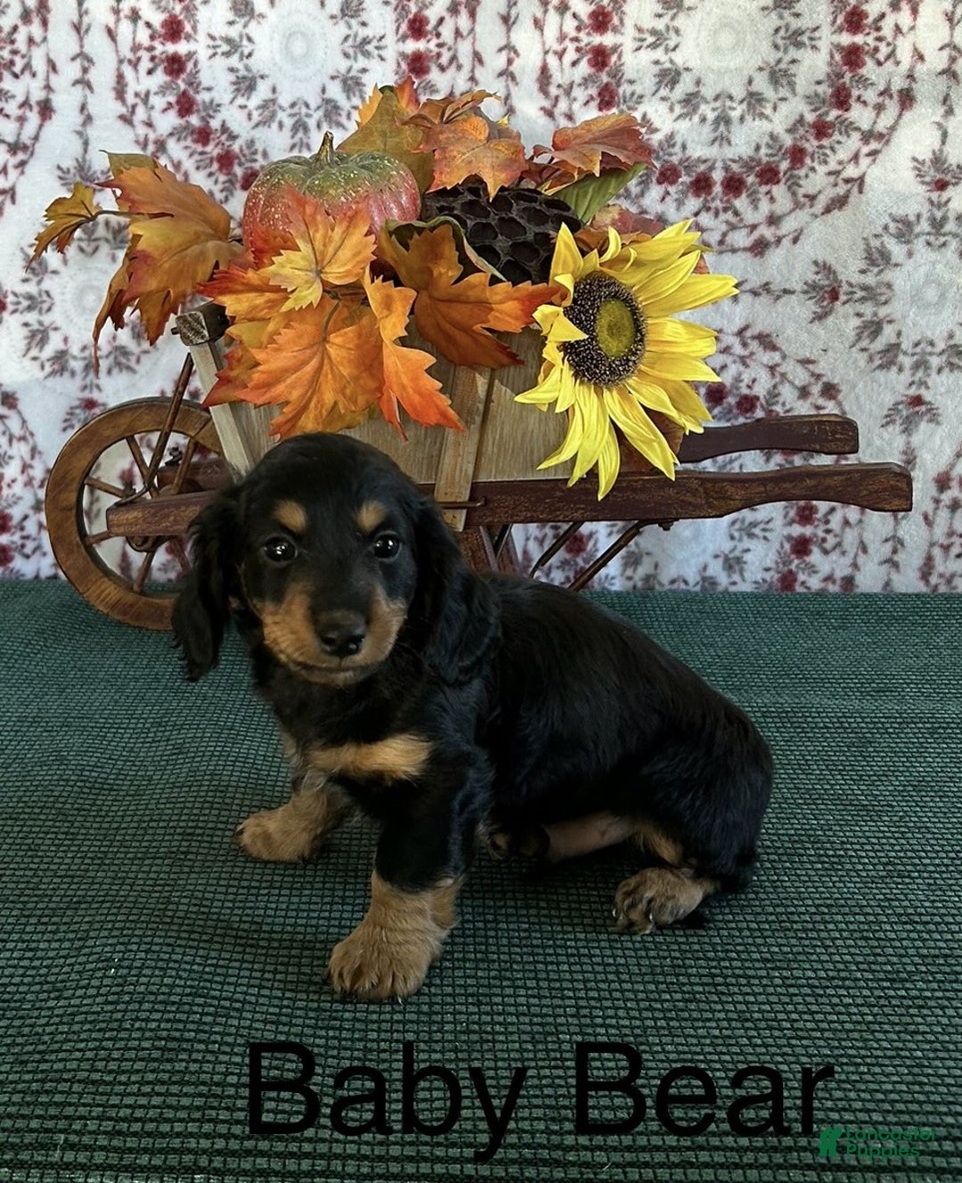 Miniature Dachshund dogs for sale: Baby Bear - Ad 2
