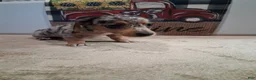 Miniature Dachshund dogs for sale: Henry - Ad 4