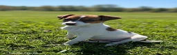 Jack Russell Terrier dogs for sale: Lulu - Ad 3