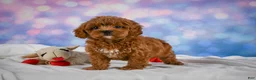 Cavapoo dogs for sale: Cookie - Ad 10