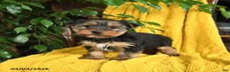 Yorkshire Terrier dogs for sale: Nemo - Ad 3