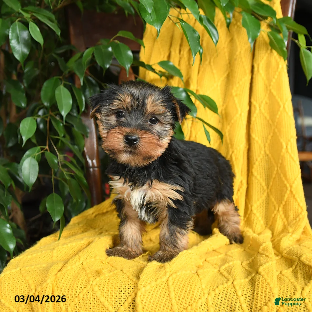 Yorkshire Terrier dogs for sale: Nemo - Ad 3