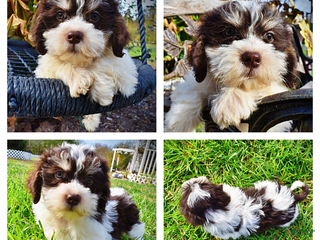 Havapoo dogs Kibbles - Ad 38