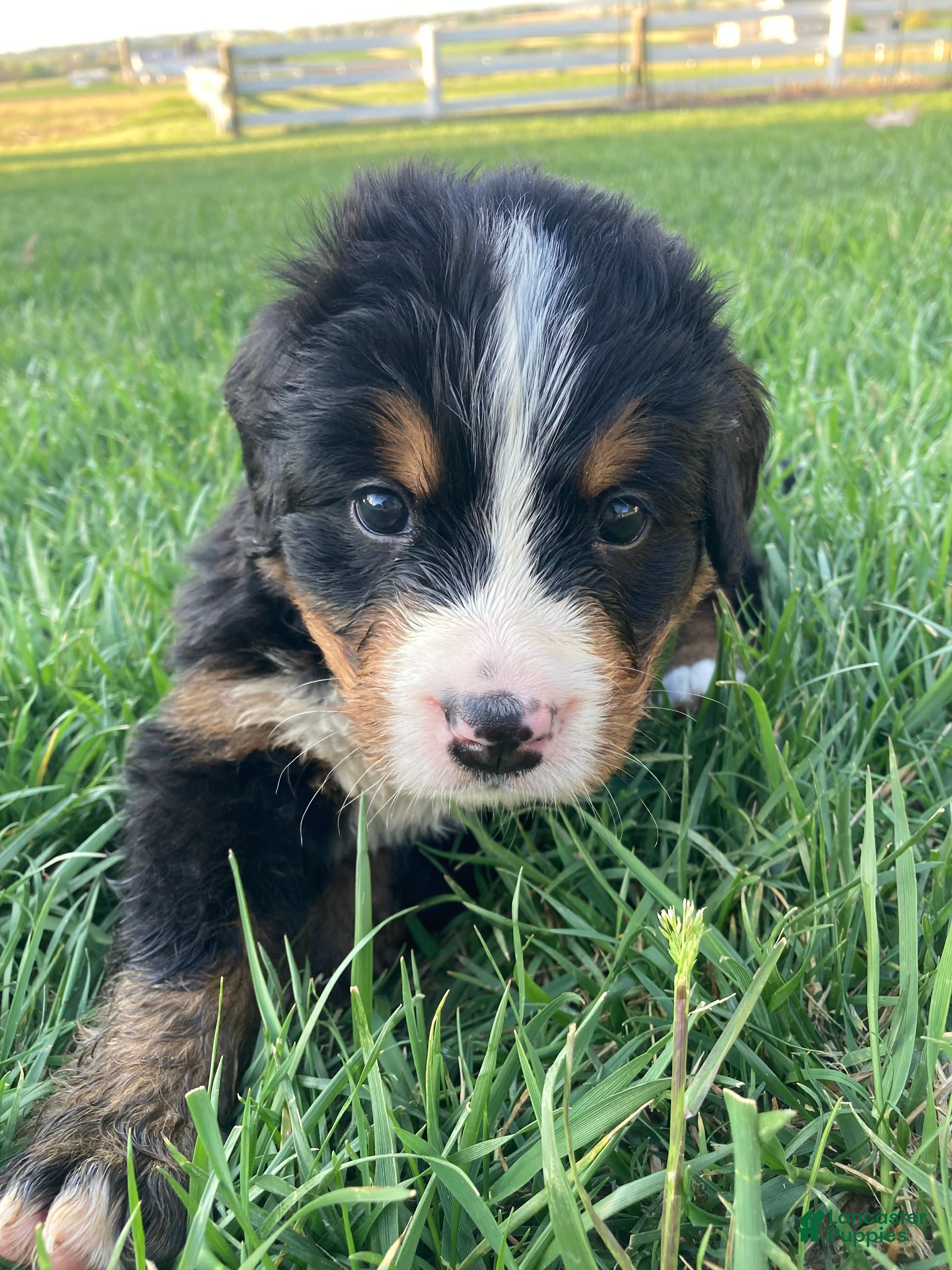 Bernese Mountain Dog dogs Jerry - Ad 2