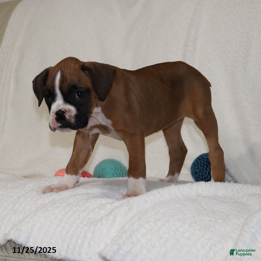 Boxer dogs for sale: Karla - Ad 4