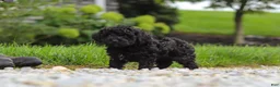 Cavapoo dogs for sale: Odin - Ad 8