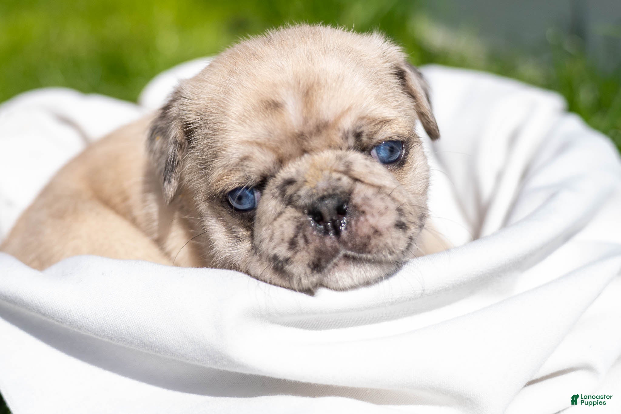 Pug dogs Sidney - Ad 1