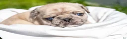 Pug dogs for sale: Sidney - Ad 1
