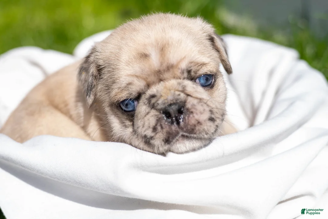 Pug dogs for sale: Sidney - Ad 1