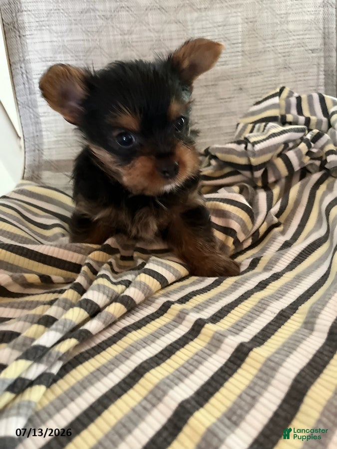 Yorkshire Terrier dogs for sale: Mason - Ad 3