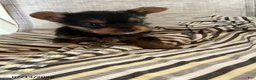 Yorkshire Terrier dogs for sale: Mason - Ad 1