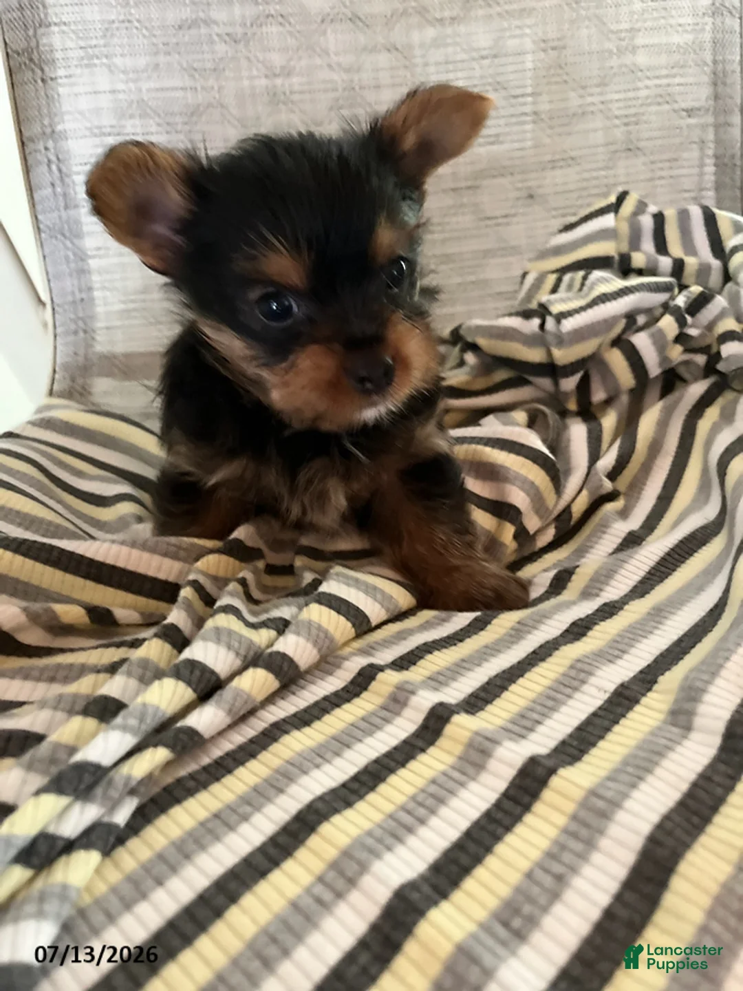 Yorkshire Terrier dogs for sale: Mason - Ad 1