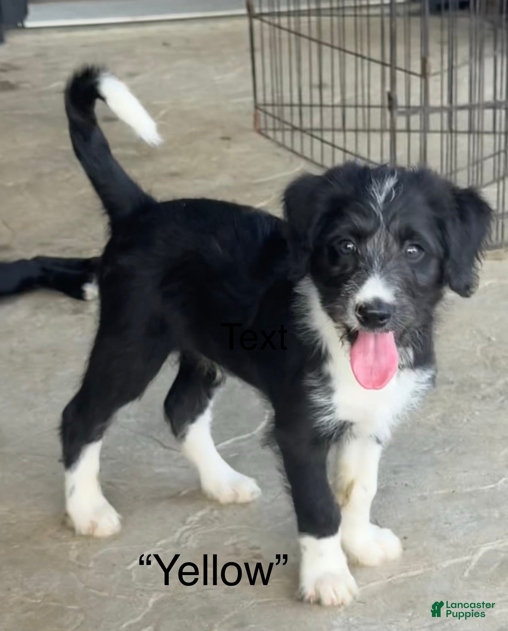 Mixed Breed dogs “Yellow” - Ad 40