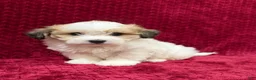 Teddy Bear dogs for sale: Nate - Ad 3