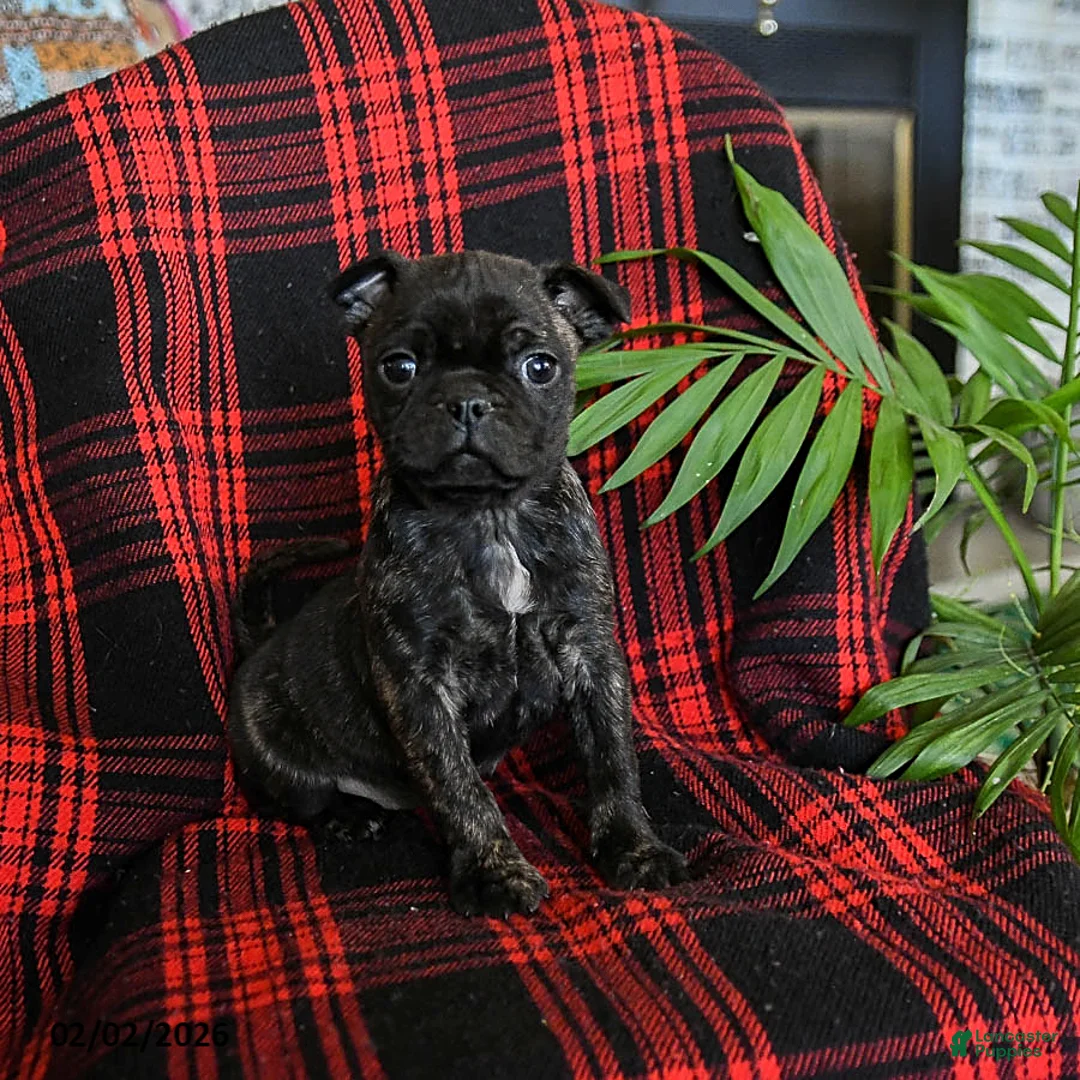 Mixed Breed dogs for sale: Angel - Ad 2