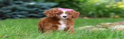 Cavapoo dogs for sale: Summer - Ad 6