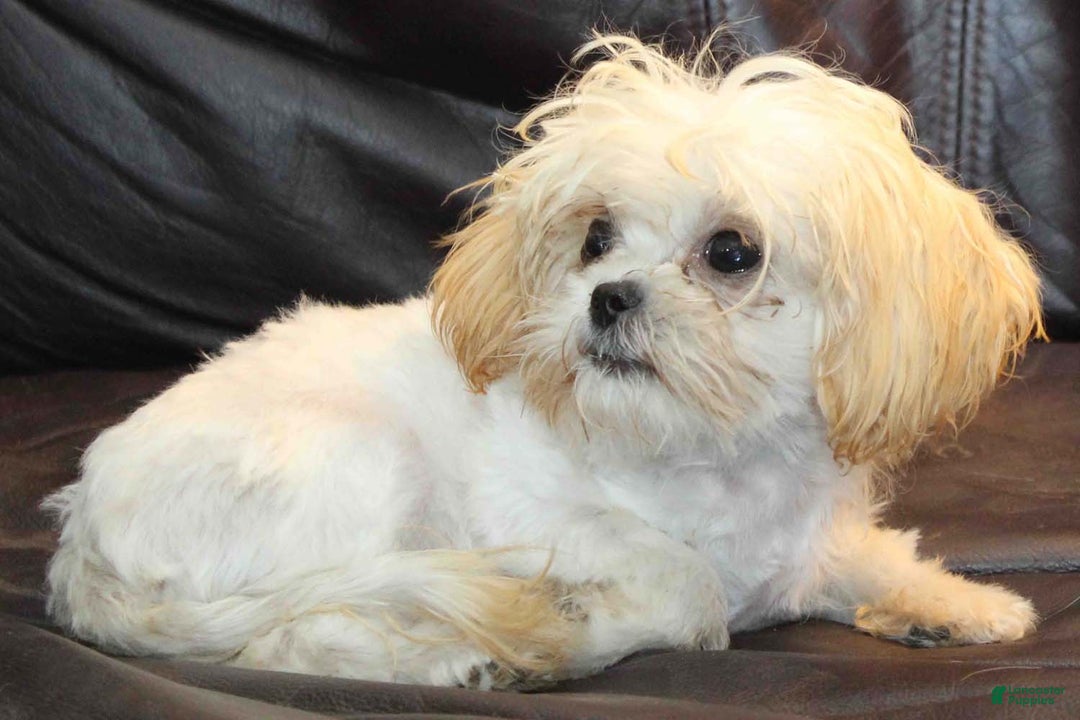 Shihpoo dogs for sale: Super tiny Petey - Ad 3
